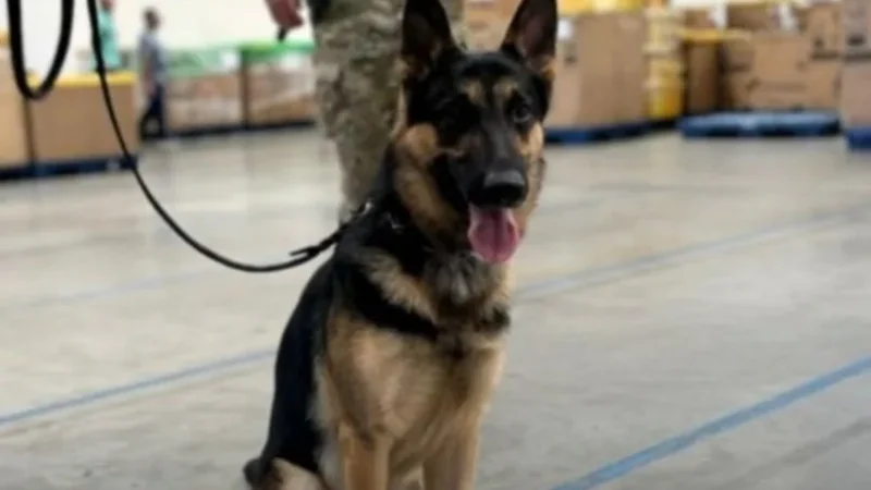 Em Itabuna, homem é preso ao buscar pacote com drogas e munições nos Correios