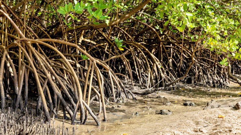 Bahia ganha destaque nacional em novo levantamento sobre manguezais no Brasil