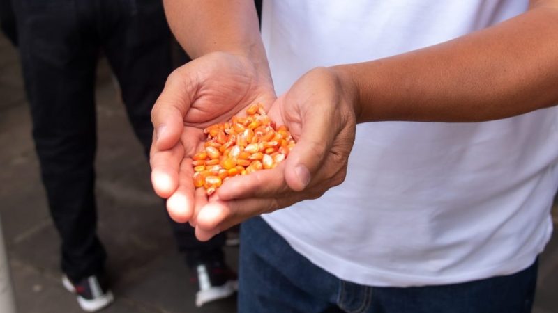 Prefeitura de Itabuna vai distribuir 600kg de sementes de feijão, 500kg de sementes de milho e 1,6 tonelada de fertilizantes à pequena produção