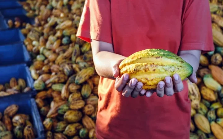 Senado aprova lei que define mínimo de cacau em chocolates e exige rótulos mais claros