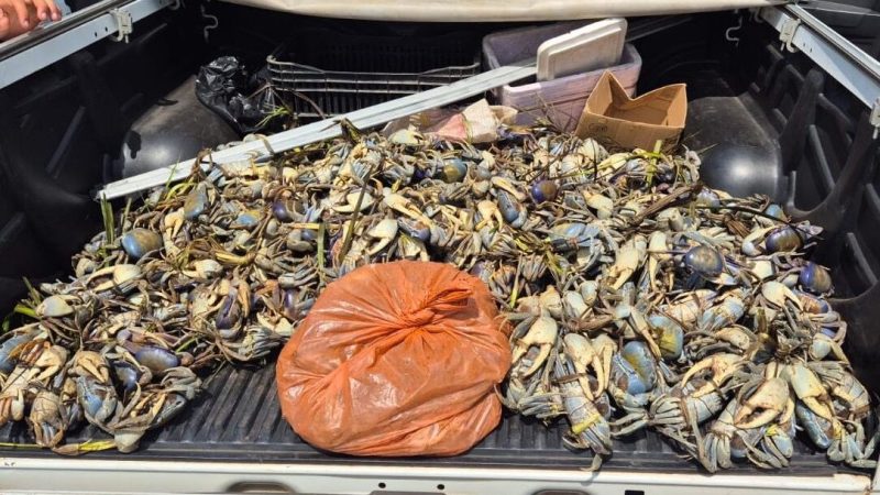 Polícia Ambiental apreende mais de 1,5 mil caranguejos durante operação no sul da Bahia
