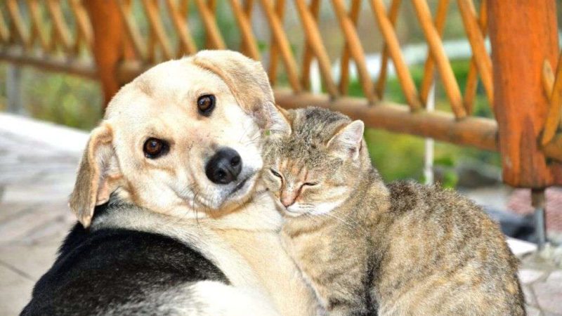 Prefeitura de Itacaré lança edital para credenciamento de clínicas veterinárias no município