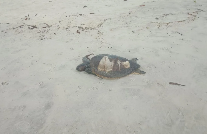 Tartaruga é encontrada morta na Praia dos Milionários, em Ilhéus