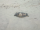 Tartaruga é encontrada morta na Praia dos Milionários,...